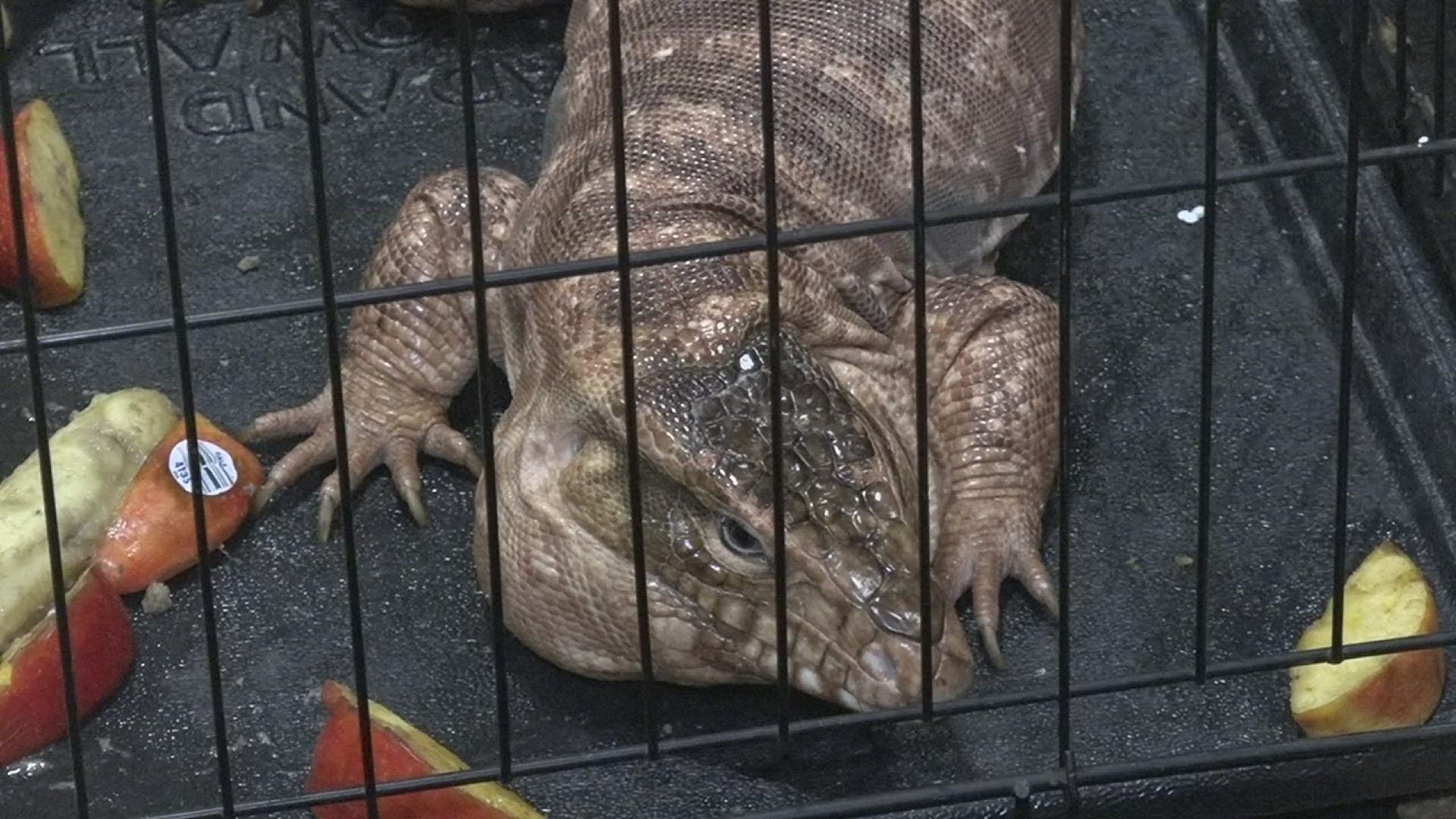 A large Red tegu lizard found on a Beaumont street this week is now safe and being cared for in a foster home.