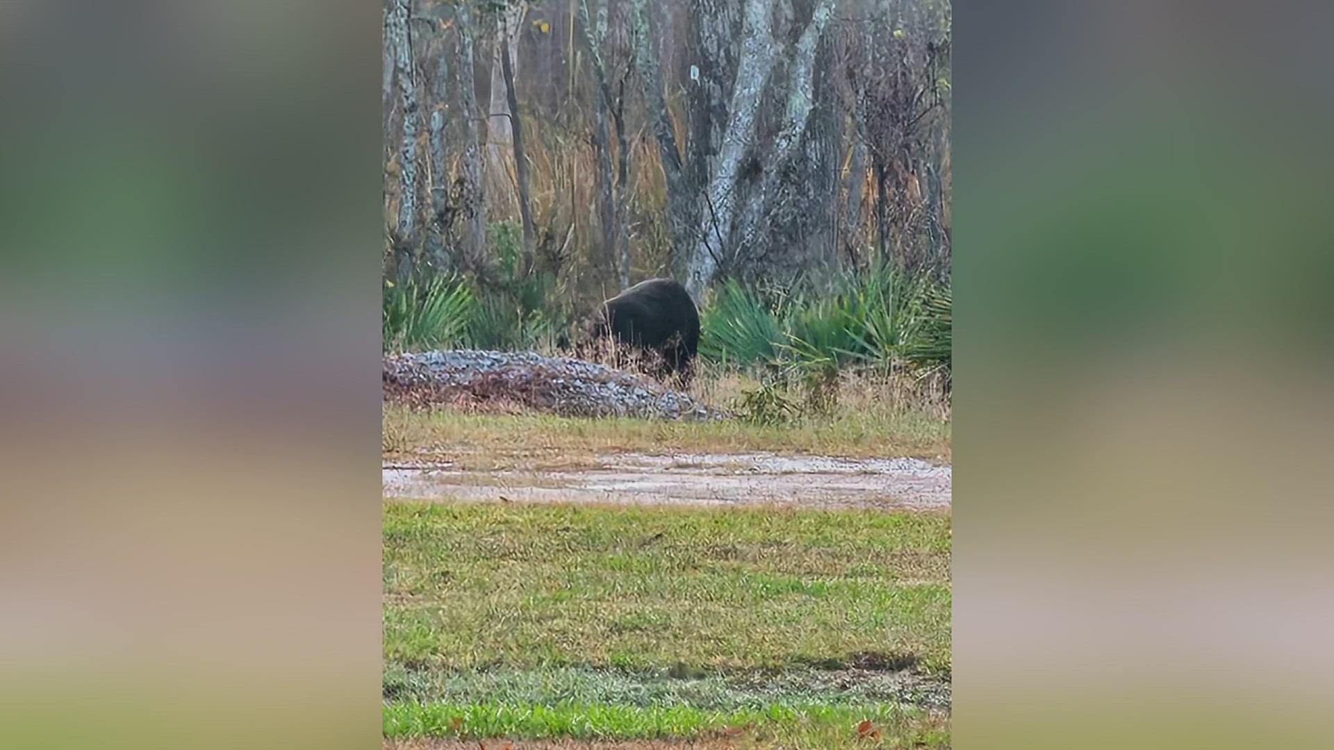 Big Thicket Wildlife Preserve and BEARS, etc. teamed up for a forum at the Logon Café in Beaumont to inform Southeast Texans about bear sightings.