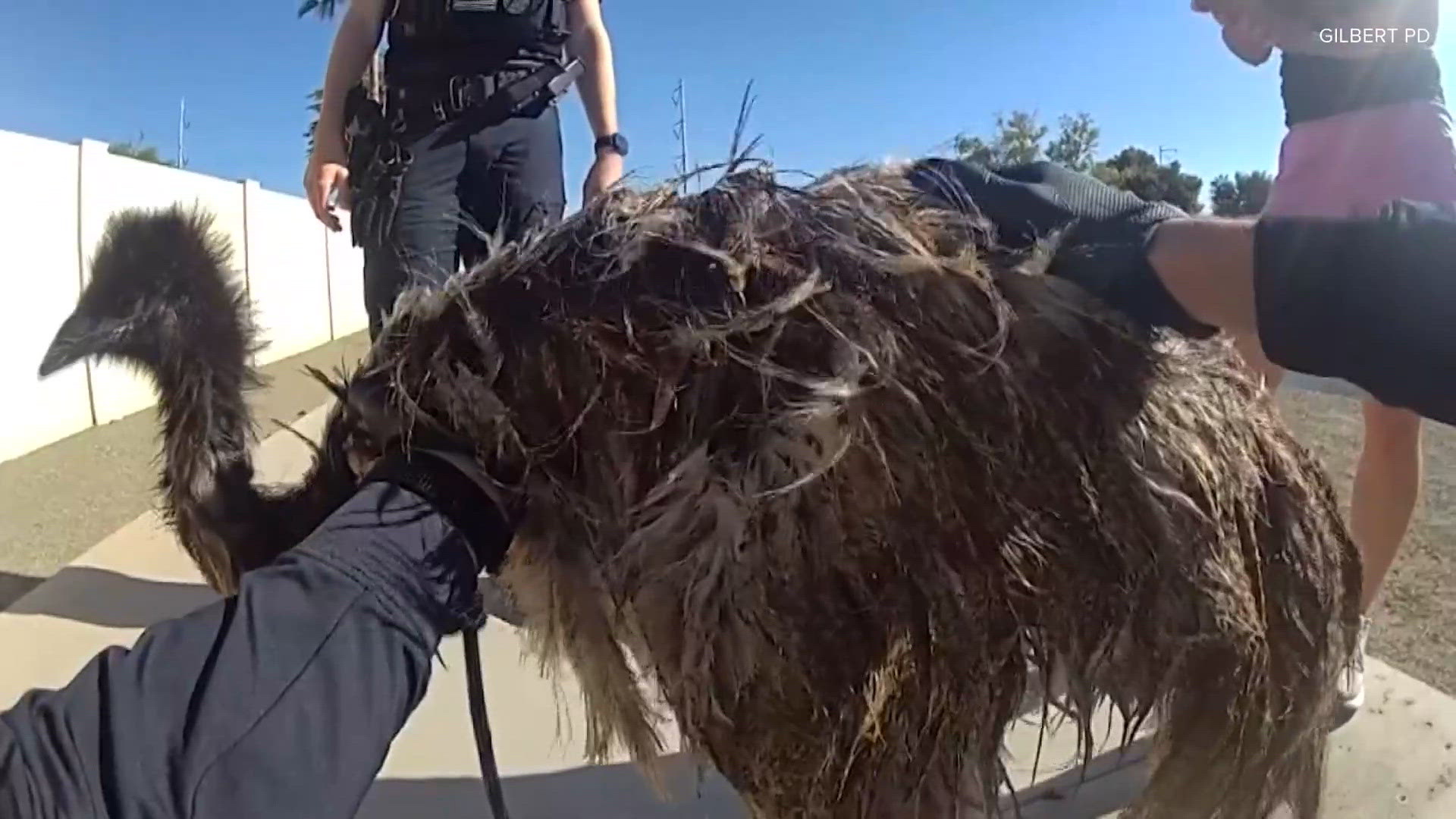 Bodycam video shows Arizona police officers sticking an emu in the back ...