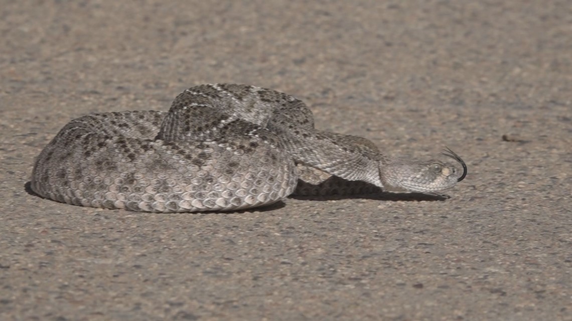 Phoenix woman finds rattlesnake in her car - Vimarsana News