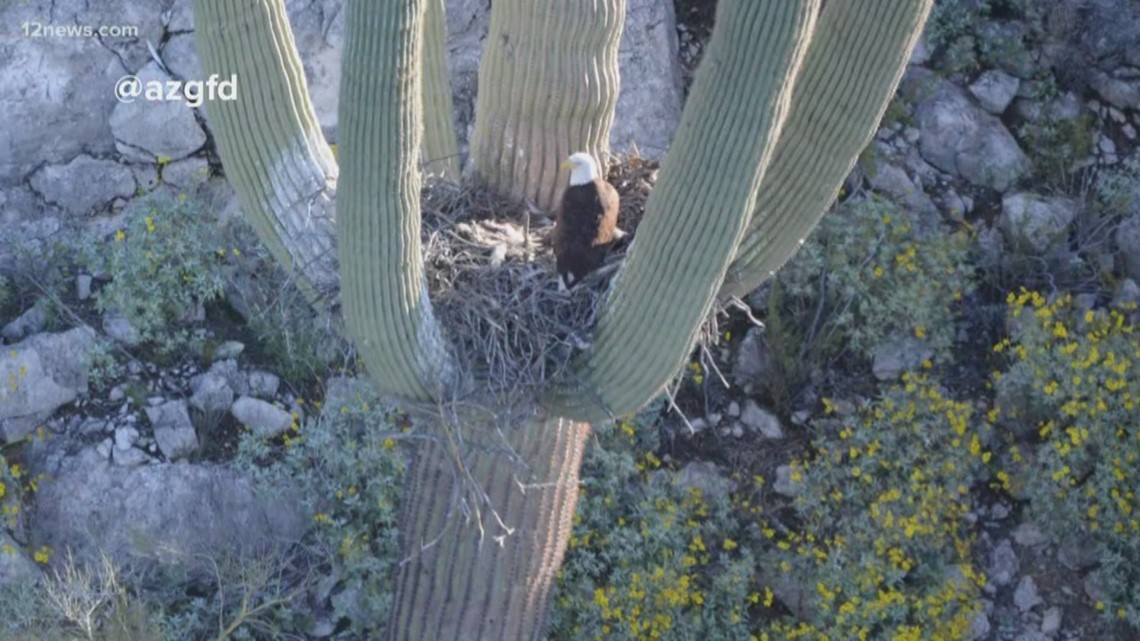 Bald eagles seen nesting in saguaro cactus in Central Arizona cbs19.tv
