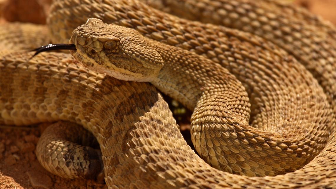 How Many Types Of Venomous Snakes Are There In The Us