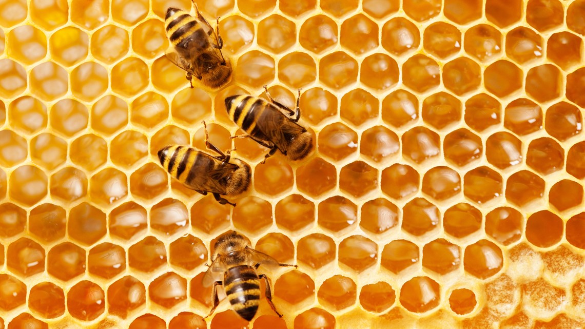 Bee Day in the Garden creating buzz in East Texas - Vimarsana News
