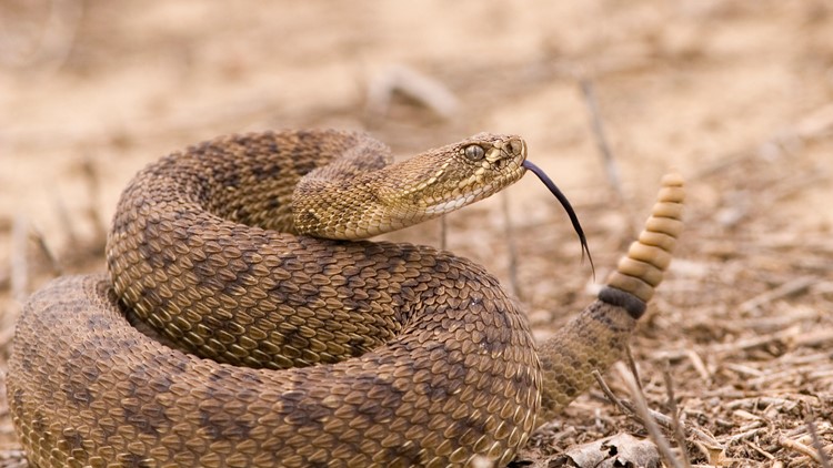 Here's how to survive a rattlesnake bite