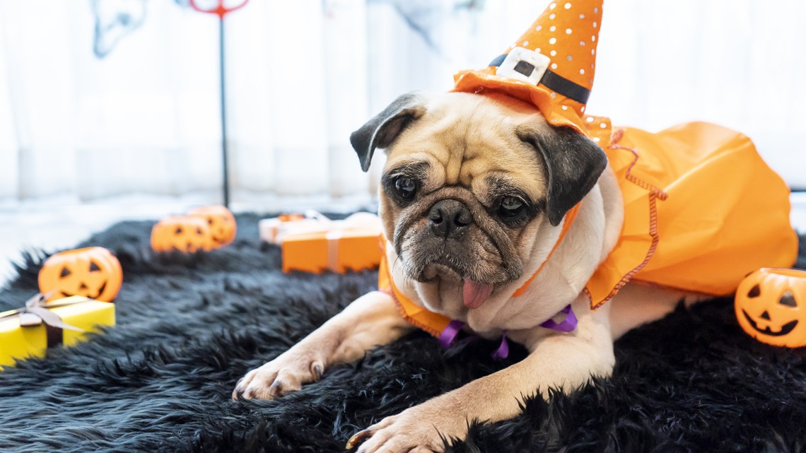 How You Can Keep Your Pets Safe And Calm On Halloween Night | Cbs19.tv