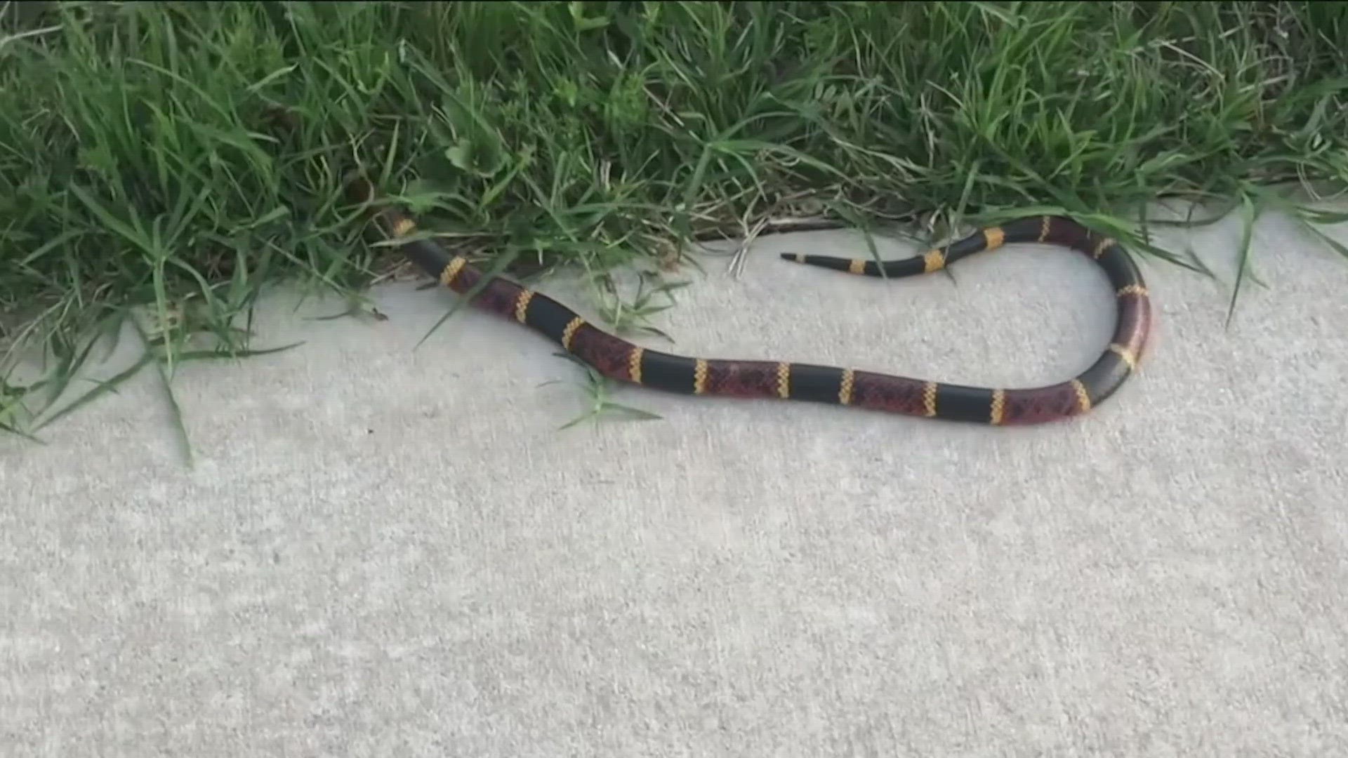 Texans have encountered our state's most notorious snake in some unexpected places.