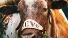 Even after his death, Longhorns mascot Bevo XIV could save lives, UT Austin researchers say
