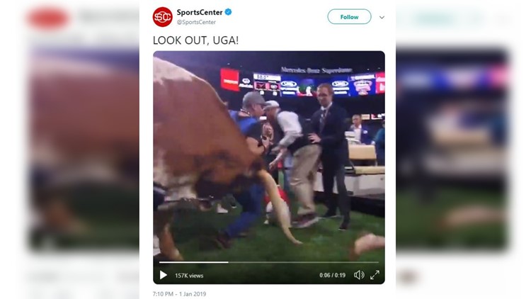 PETA calls to end usage of live animal mascots after Bevo charges during Sugar Bowl