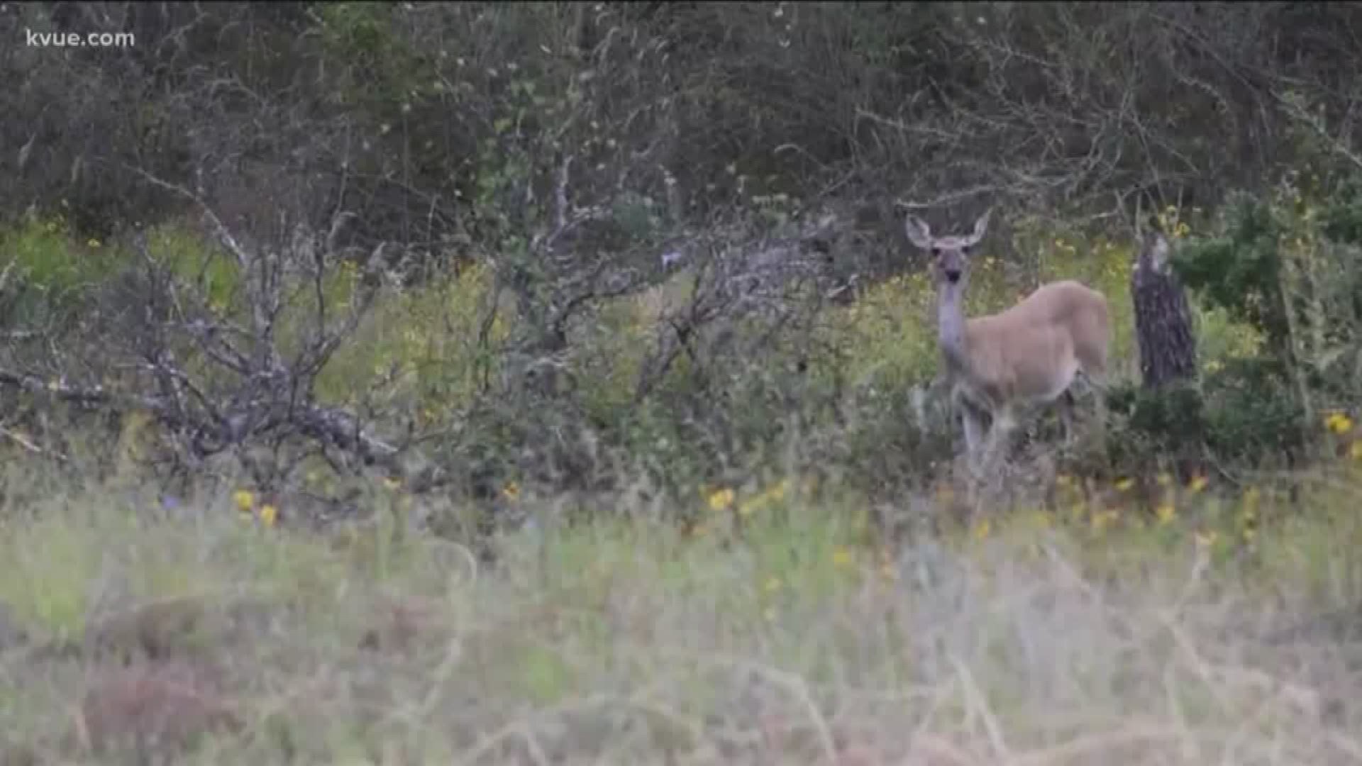 Gov. Greg Abbott announced that state parks will reopen for daytime visits starting Monday, April 20.
