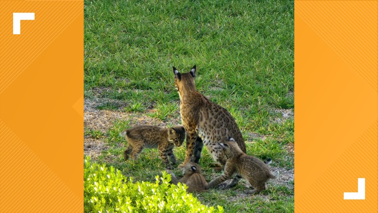 'We get 'National Geographic' from our window' | Bobcat family living in Pflugerville backyard