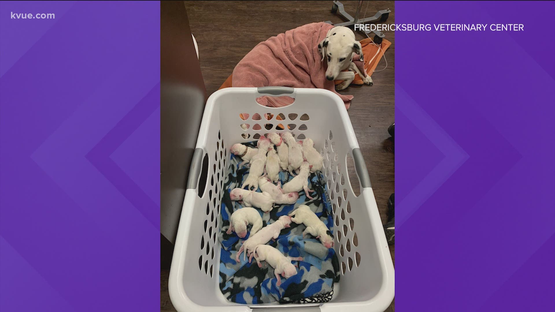 It's no Disney movie, but it's up there! A Dalmatian in Fredericksburg gave birth to 16 puppies.