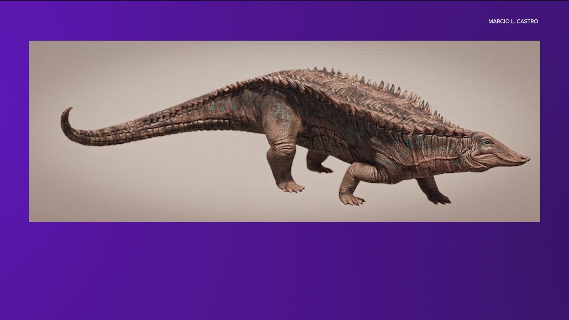 Researchers at the University of Texas at Austin have identified a new ancestor of the modern American crocodile.