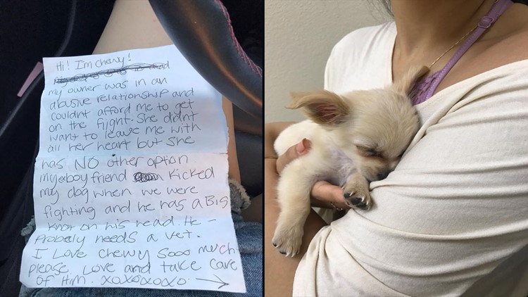 Puppy Found Abandoned In Airport Bathroom Flooded With Adoption