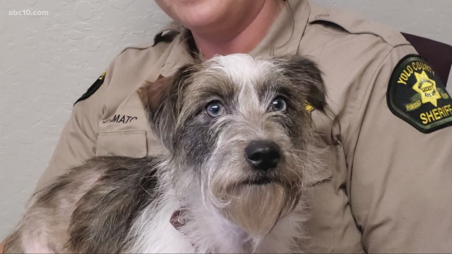 Plenty of pets looking for homes at Yolo County Animal Shelter