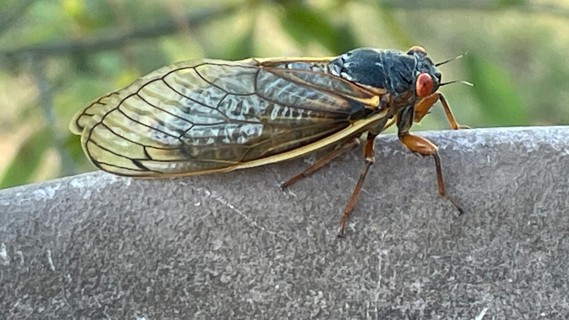 How to protect your yard, garden as cicada broods emerge cbs19.tv