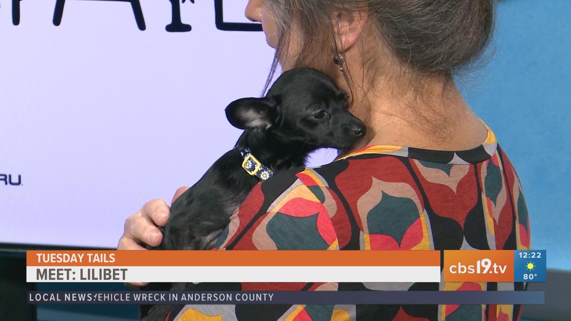 Get to know Lillibet from the SPCA of East Texas