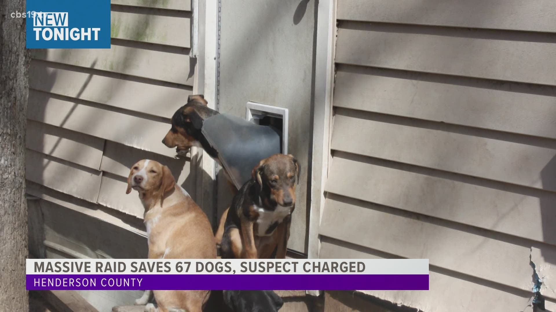 67 dogs were seized Friday during a massive home raid in Henderson County.