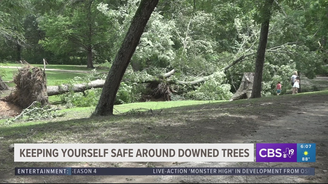 With all the recent rain and wind, trees have been easily falling - Vimarsana News