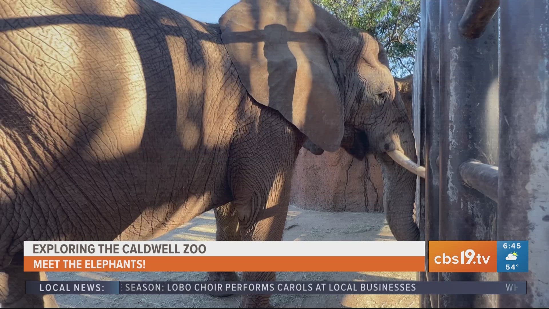 For more behind-the-scenes zoo content, watch CBS19 on Fridays during Morning Y'all for the weekly segment, Exploring the Caldwell Zoo.