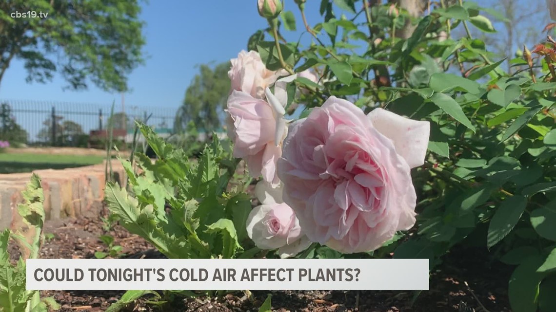 Wednesday night freeze may affect plants, gardens - Vimarsana News