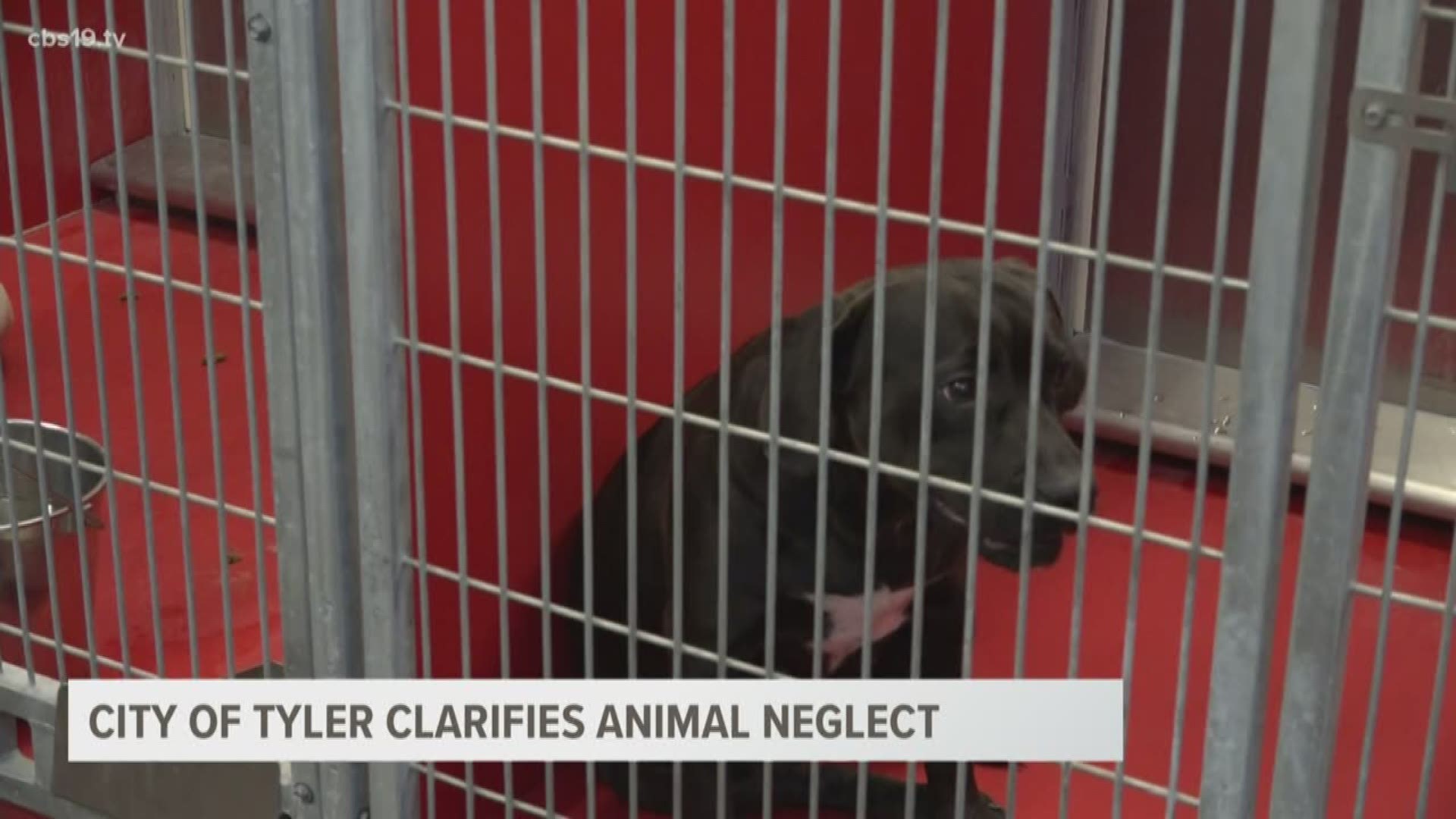 New ordinance clarifies standards in Tyler animal neglect, cruelty cases |  