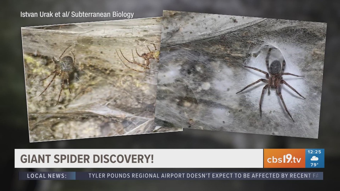 Researchers find possibly world's largest spider web