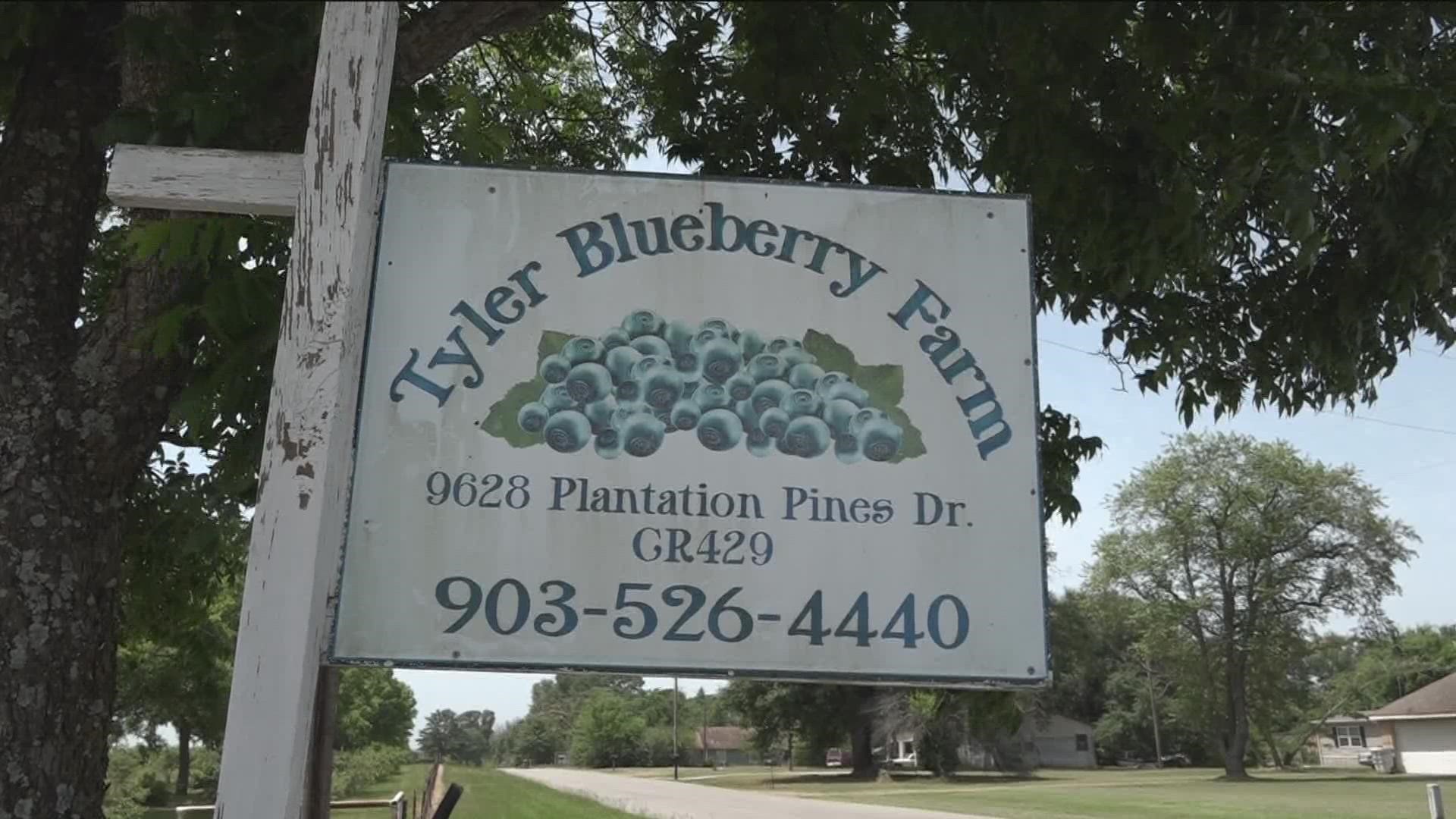 Blueberries have been plentiful this year at the Tyler Berry Farm due to the recent hot weather.