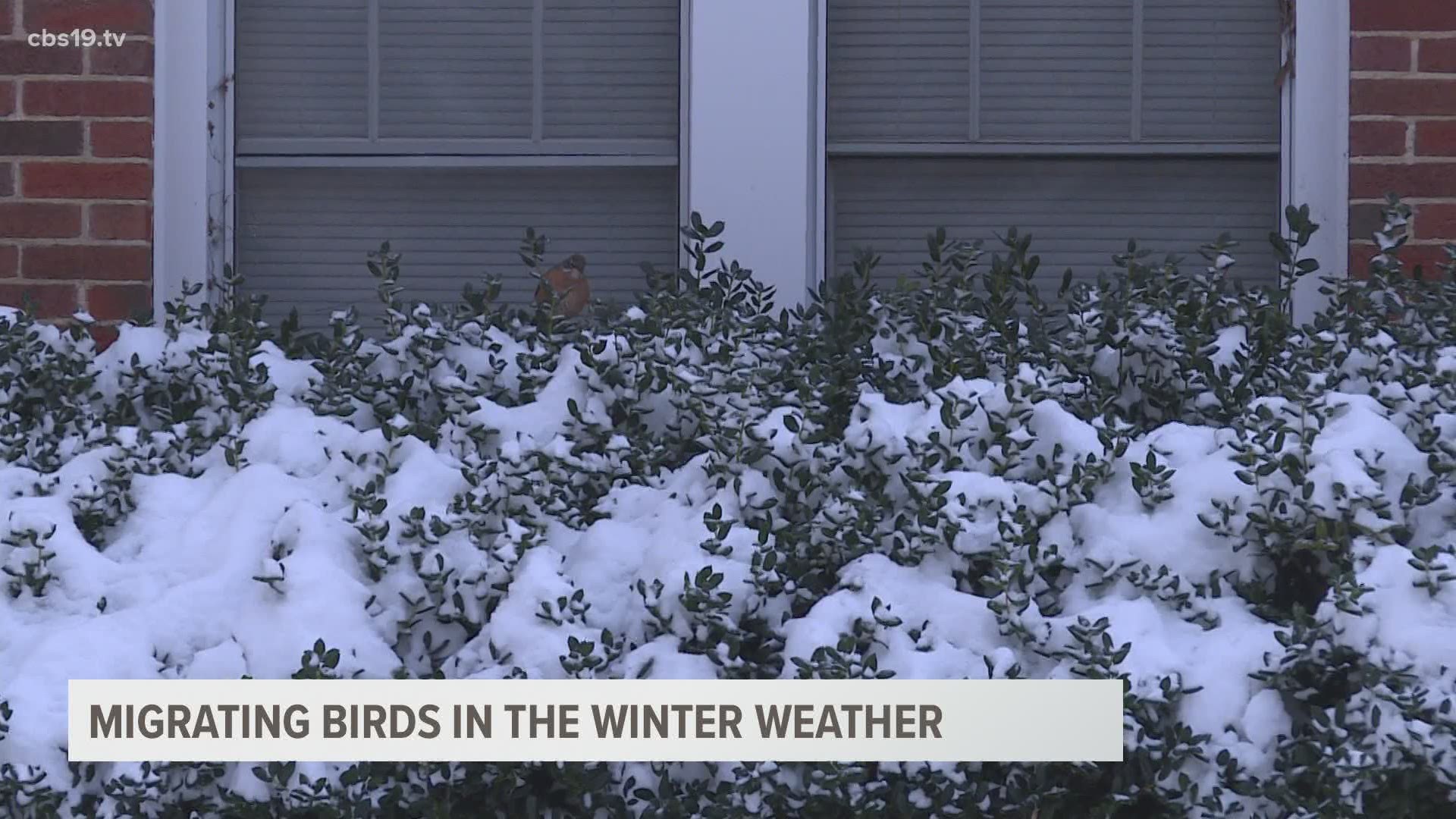 The Texas Parks and Wildlife Department says the migrating birds may be seeking shelter and warmth near your home.
