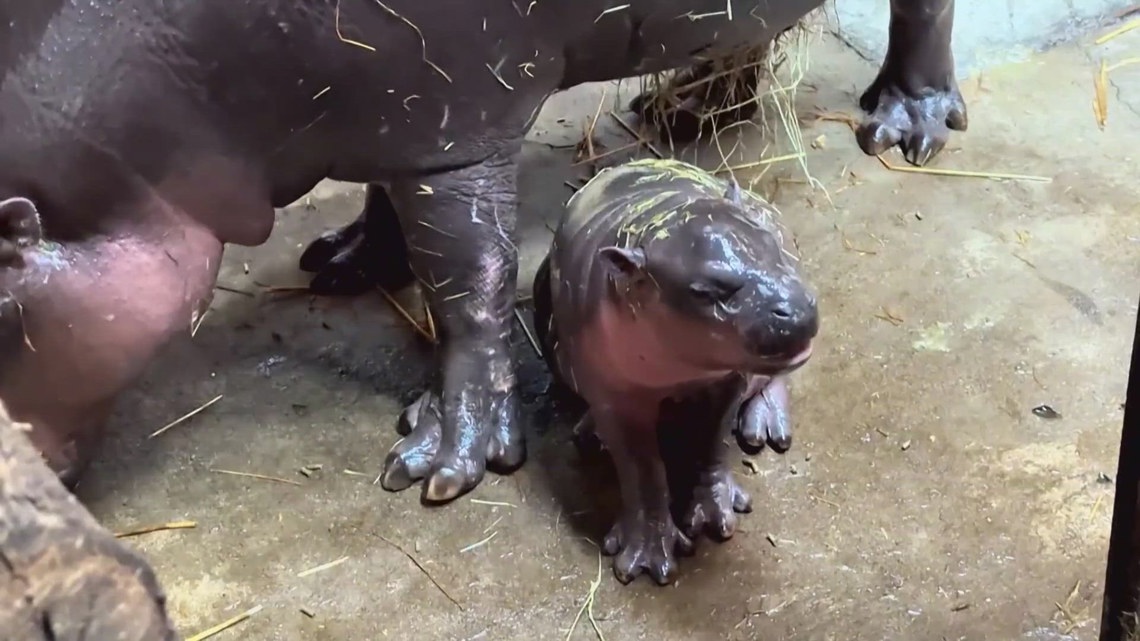 Endangered Pygmy Hippo Born at Poland Zoo