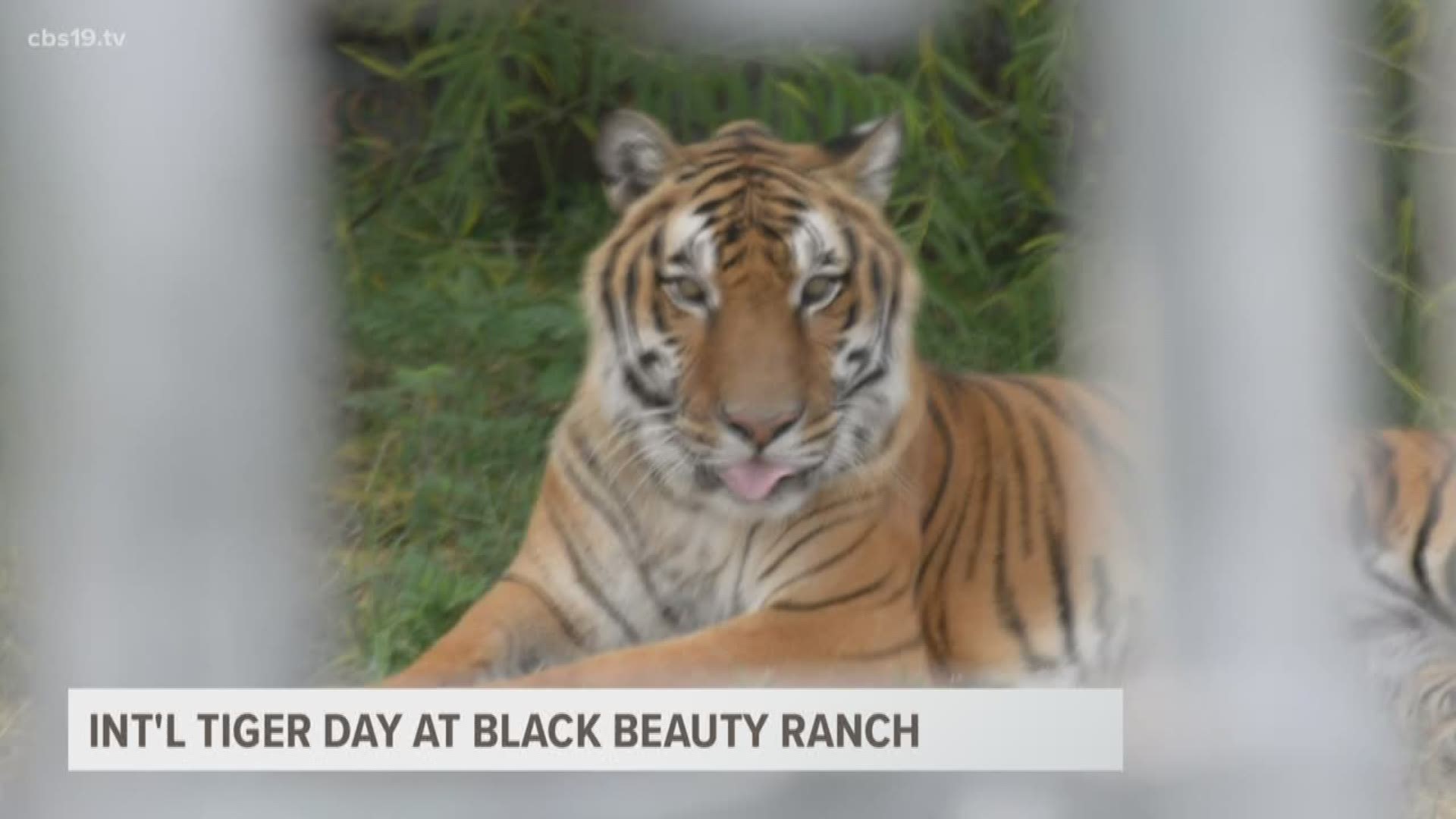 Cleveland Amory Black Beauty Ranch shows off their big cats and talk about the importance of International Tiger Day.