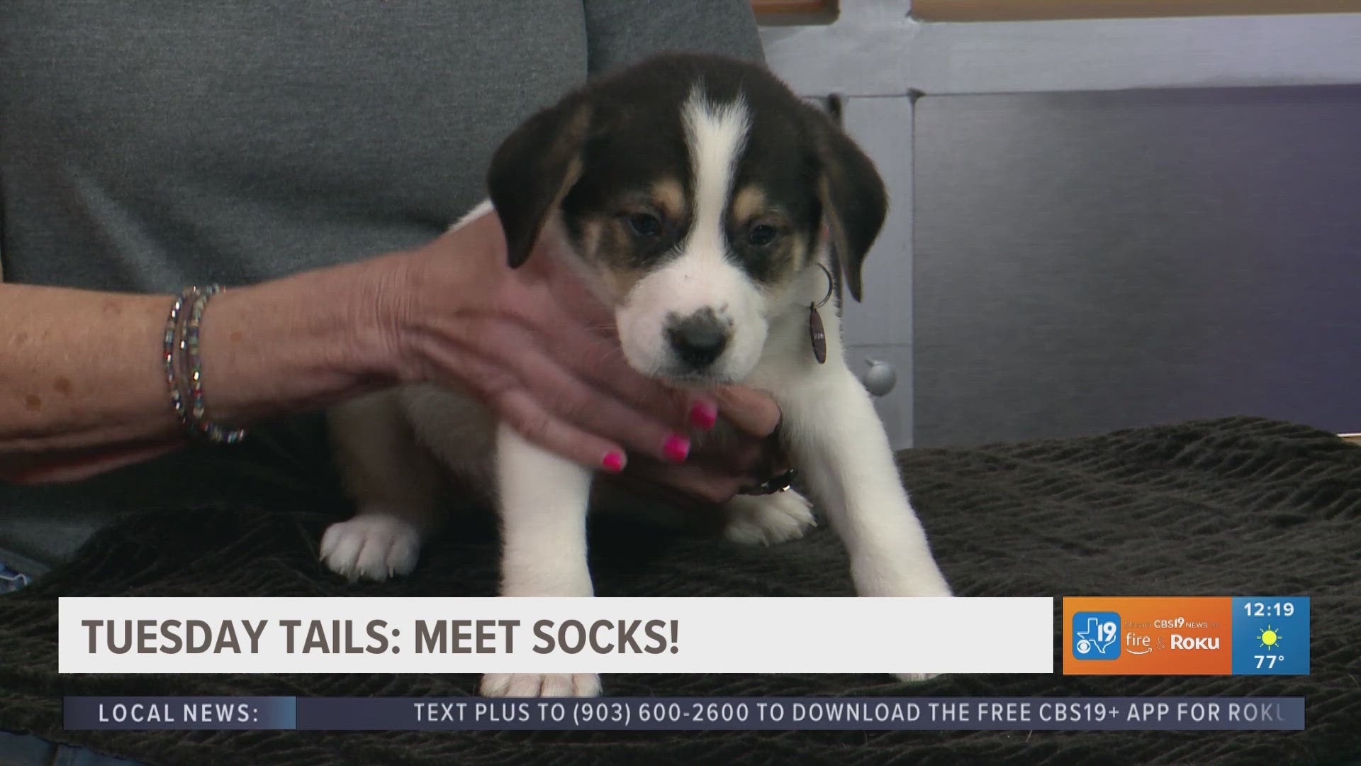 Socks is a 7-week-old, male tri-color German Shepherd mix. His mom Sissy is a 52-pound German Shepherd.