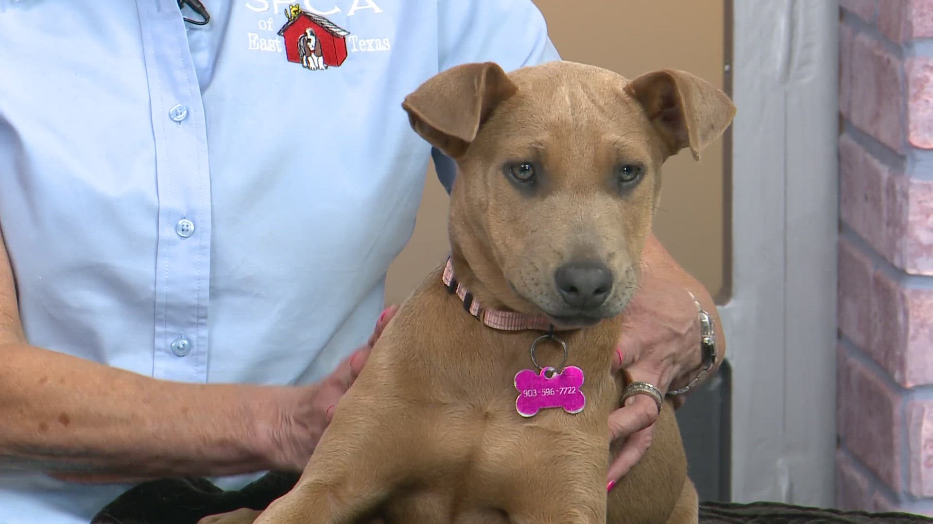 TUESDAY TAILS: Meet Siri from the SPCA of East Texas