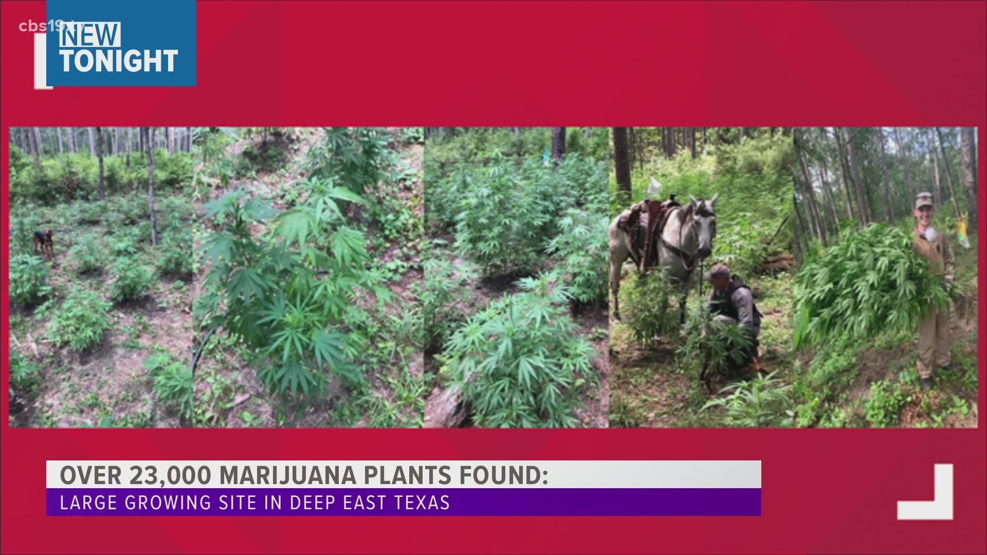Deep East Texas officials, along with state and federal authorities, are investigating after a large marijuana grow was located in San Augustine County.