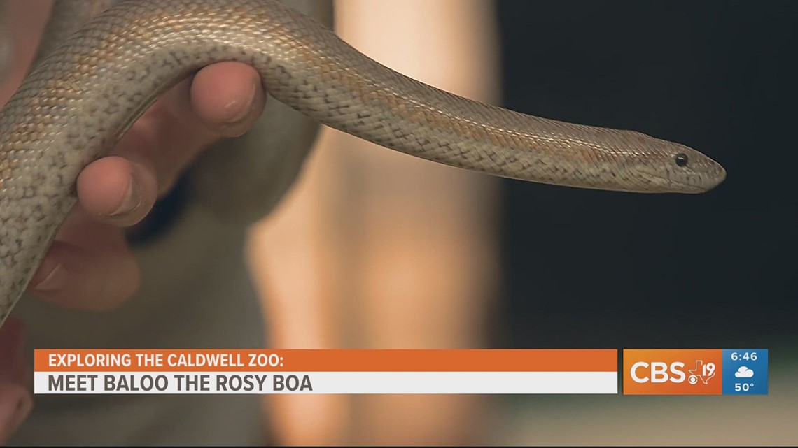 Meet one of the friendliest snakes in East Texas - Vimarsana News