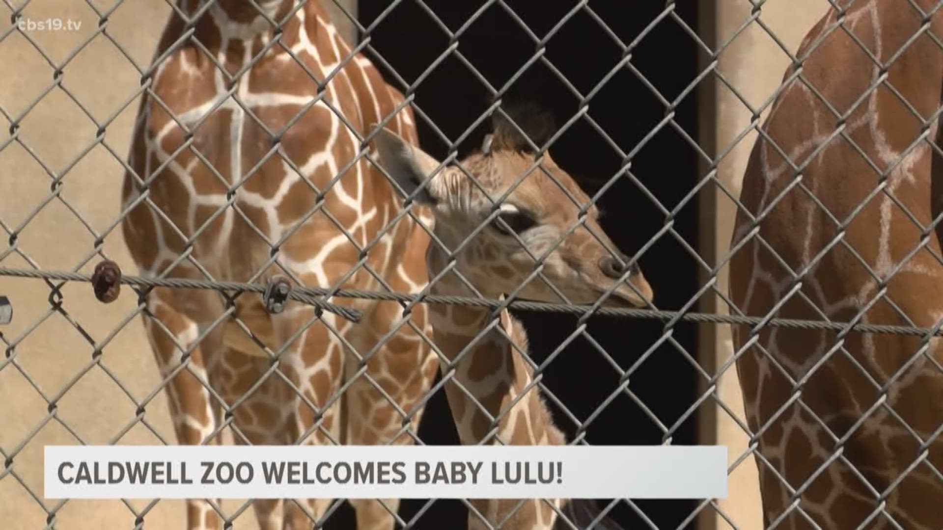 Tyler's Caldwell Zoo reveals their newest attraction, LuLu the baby giraffe. LuLu was born at the zoo on July 28th, but had been out of public view bonding with her mother until our cameras caught her first public appearance.