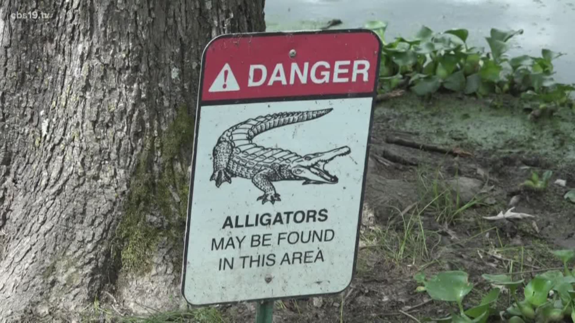 Alligators in East Texas
