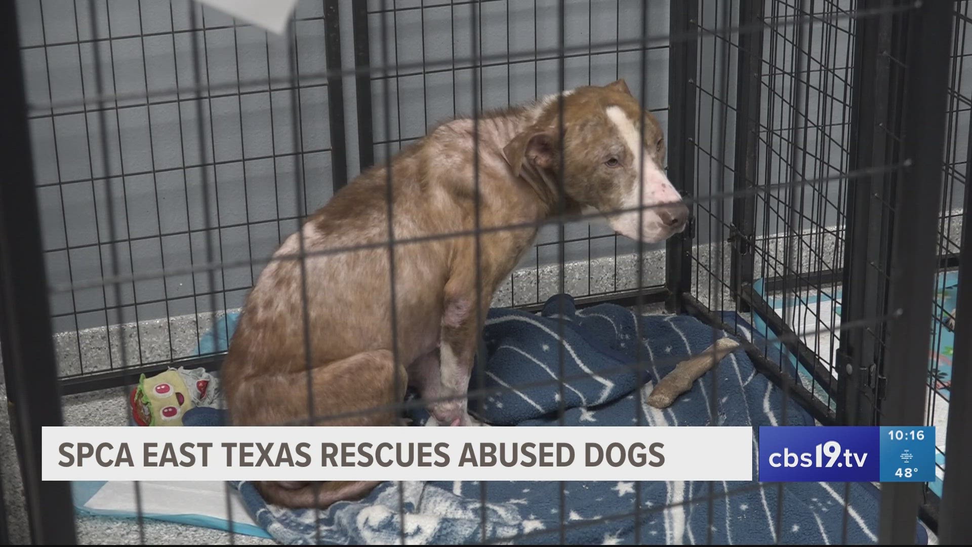 According to SPCA East Texas, the previous owner was arrested and charged with 12 counts of animal cruelty.