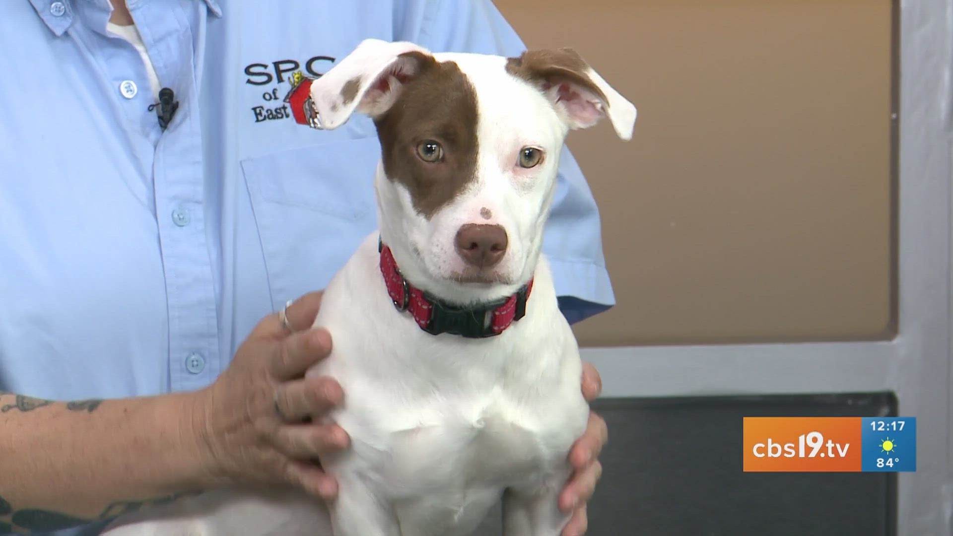 TUESDAY TAILS: Meet Slinky from the SPCA of East Texas