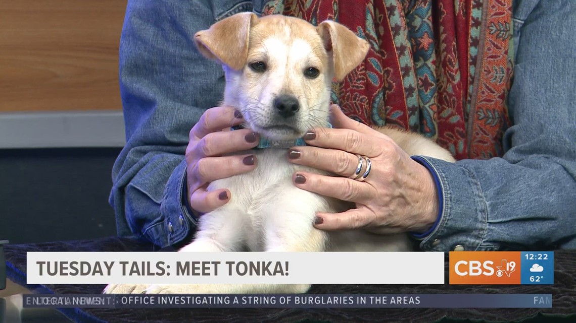 TUESDAY TAILS: Meet Tonka from the SPCA of East Texas