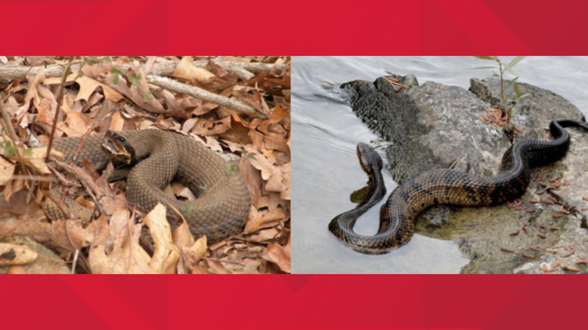 Venomous Vs Non Venomous Snakes