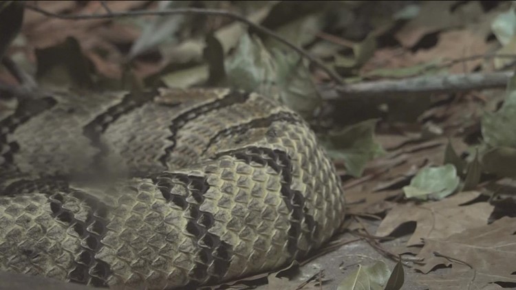 Experts warn Virginia's venomous snakes are out and about