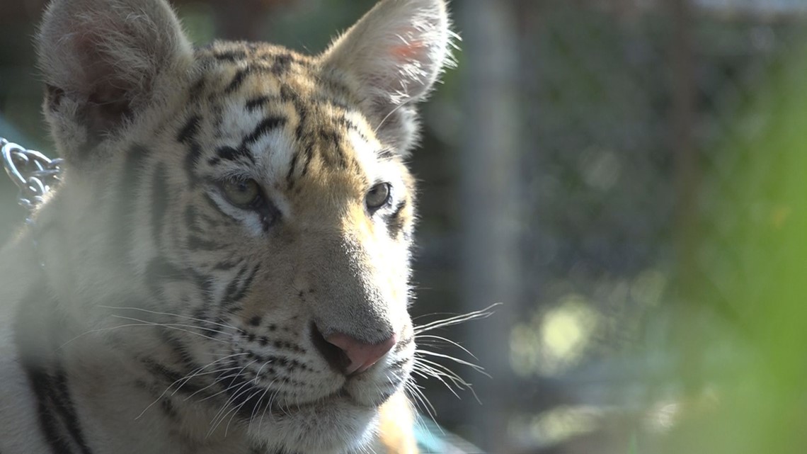 Tiger Creek Animal Sanctuary to introduce three tiger cubs to public