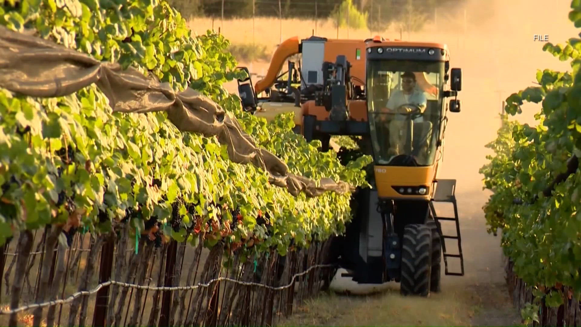 Texas wine growers predict standout vintage despite harsh growing ...