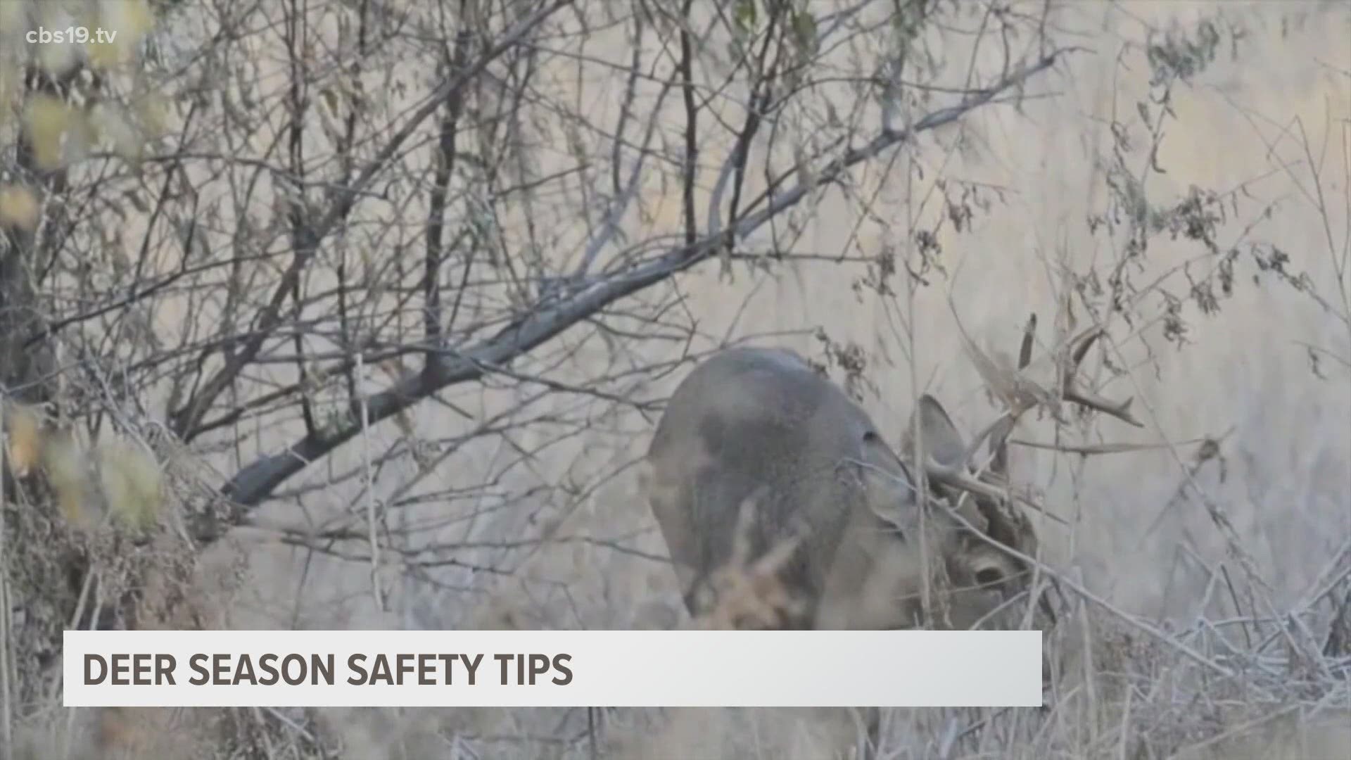 TIPS: Staying safe on the roads during deer mating season