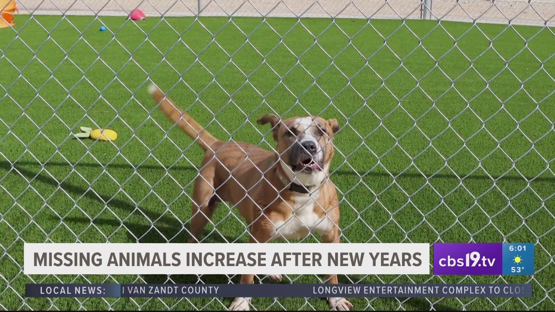 It's one of the busiest times of the year for animal shelters across the nation, and East Texas is no exception.
