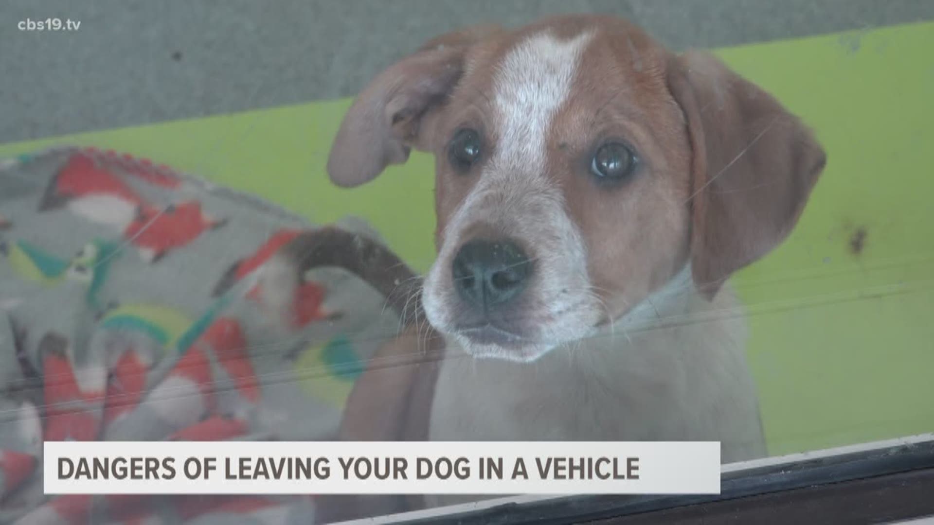The dangers of leaving your pet in a vehicle | cbs19.tv