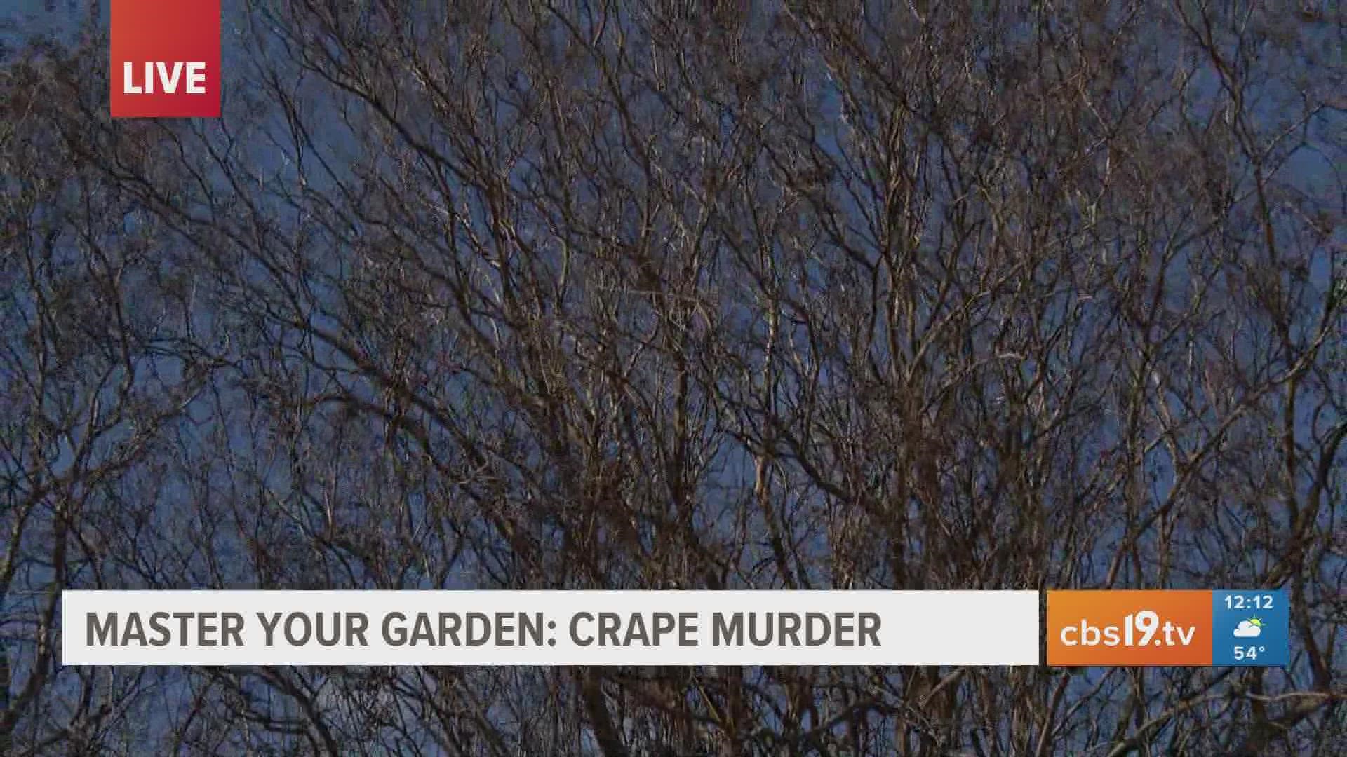 The Smith County Master Gardeners tell you how to not be blamed for "Crape Murder."