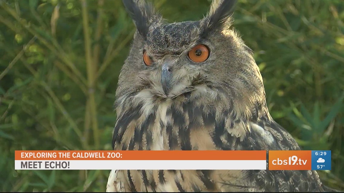 EXPLORING THE CALDWELL ZOO: Meet Echo the eagle-owl | cbs19.tv