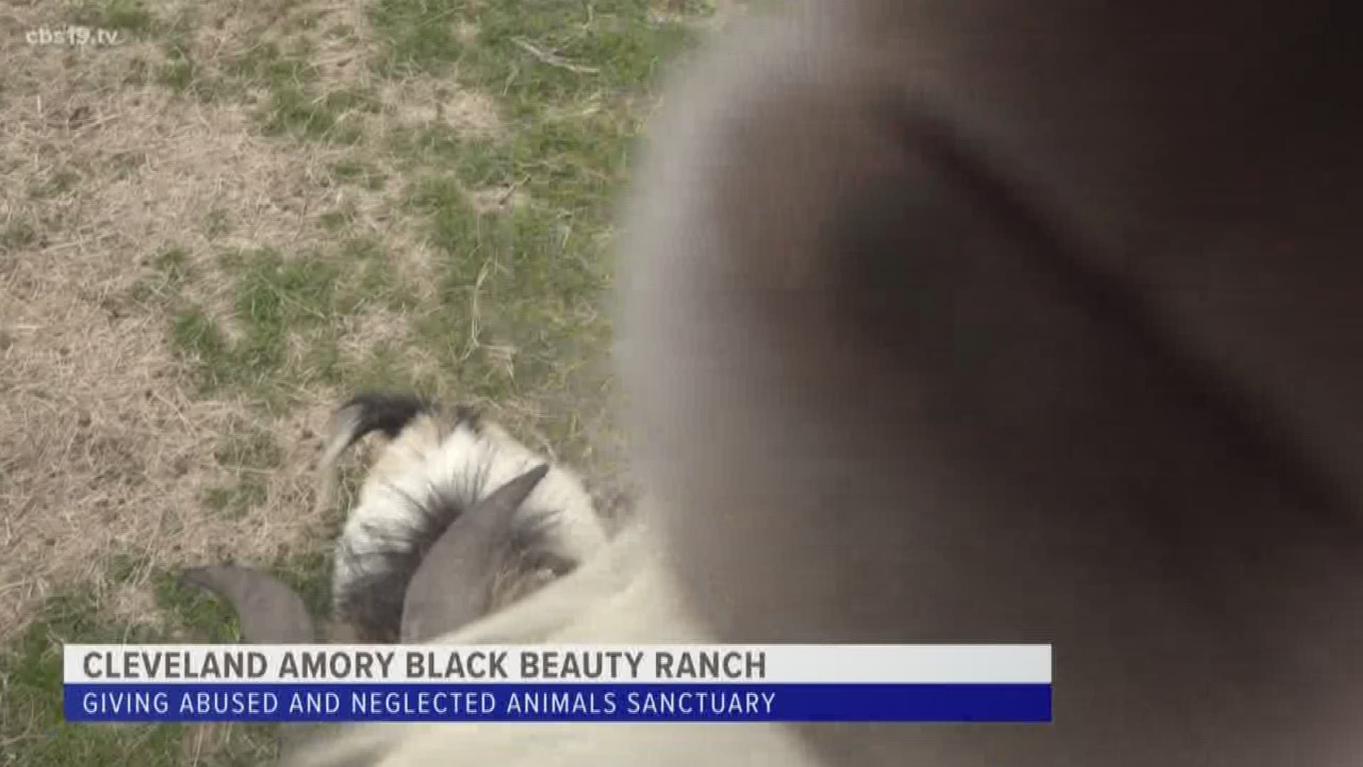 Black Beauty Ranch rehabilitating animals rescued from cruelty in Maryland  