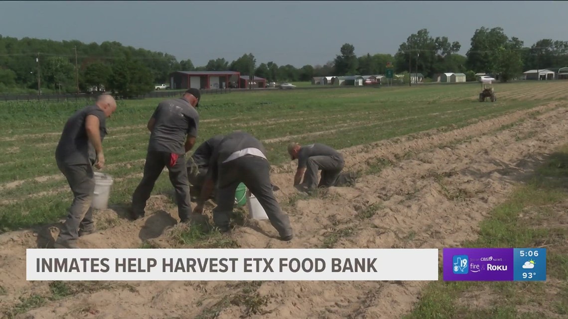 Smith County inmates harvest produce for East Texas Food Bank - Vimarsana News